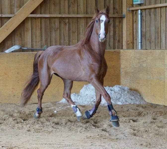 van pour poney a vendre