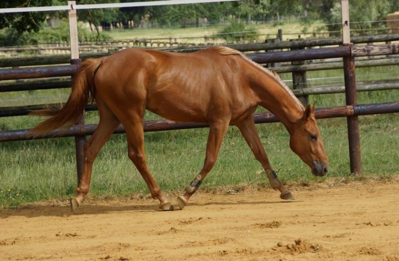 Cheval alezan crins clearance lavés