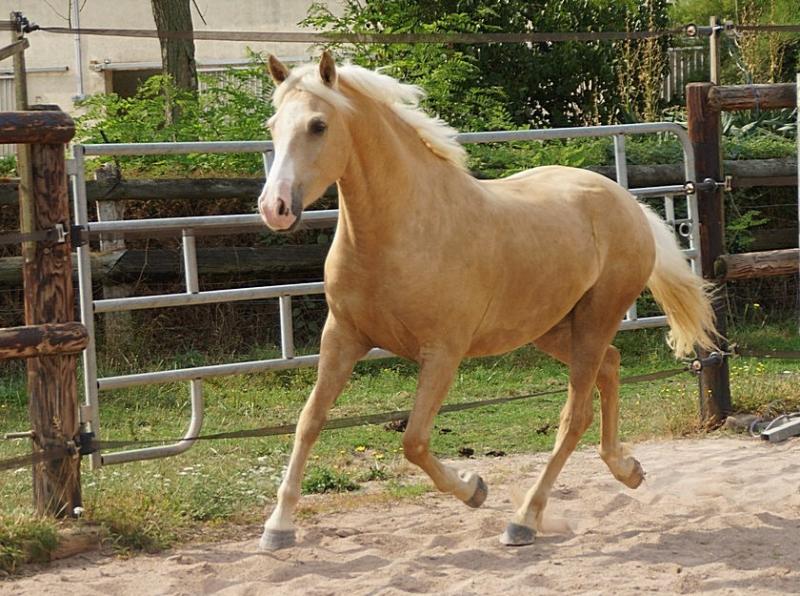 Tous les poneys à vendre : Elan Babière, Hongre Poney Français de ...